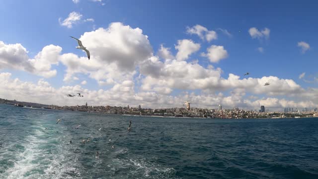 the incredible beauty of flying seagulls