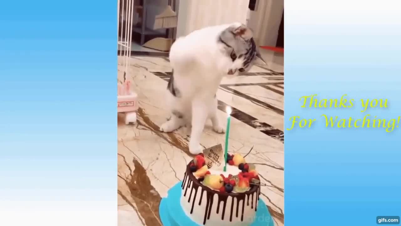 Funny Animals Videos (First Video)