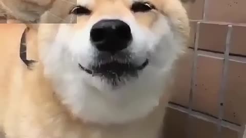 Dog's Micro expression