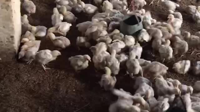 Information broiler chiks
