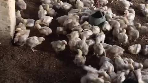 Information broiler chiks
