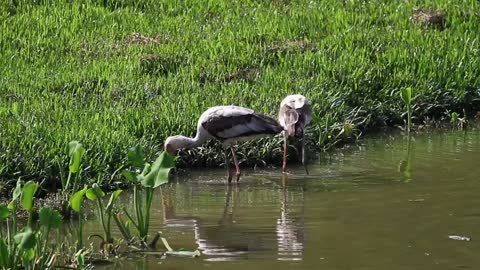 Birds fishing in shallow water - With great music