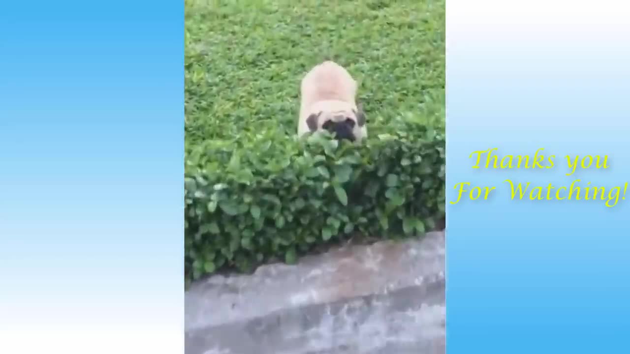 Funny Animals Compilation & Cute Pets - Pets Garden