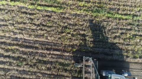 Cutting beans