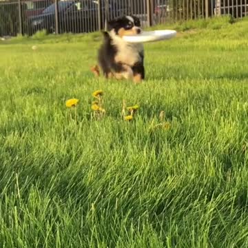 Funny tiktok videos try not to laugh