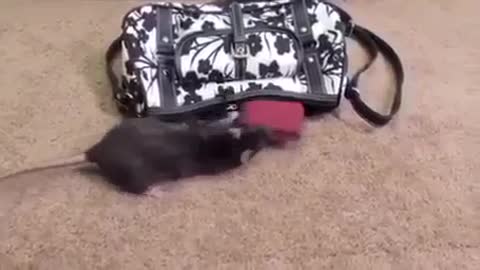 Money stealing rat