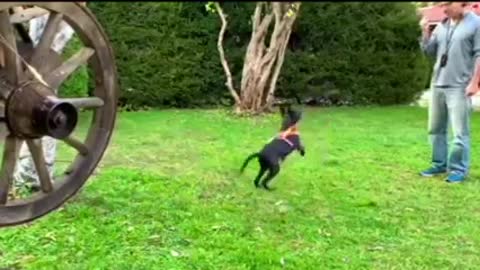 DUTCH SHEPHERD BIGINNING TRAINING WORK!