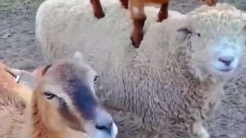 Just going for a ride