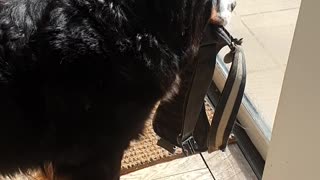 Bernese Mountain Dog is ready for his walk