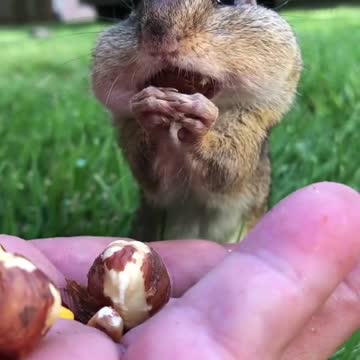 Dinky the chipmunk can fit more into his mouth then you