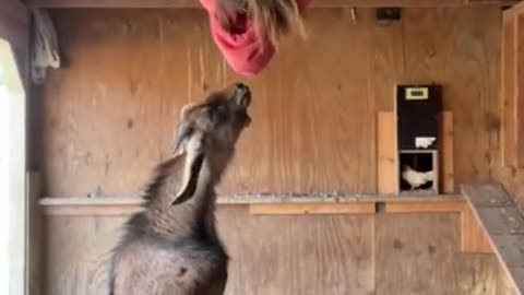 goat chases girl into barn funny
