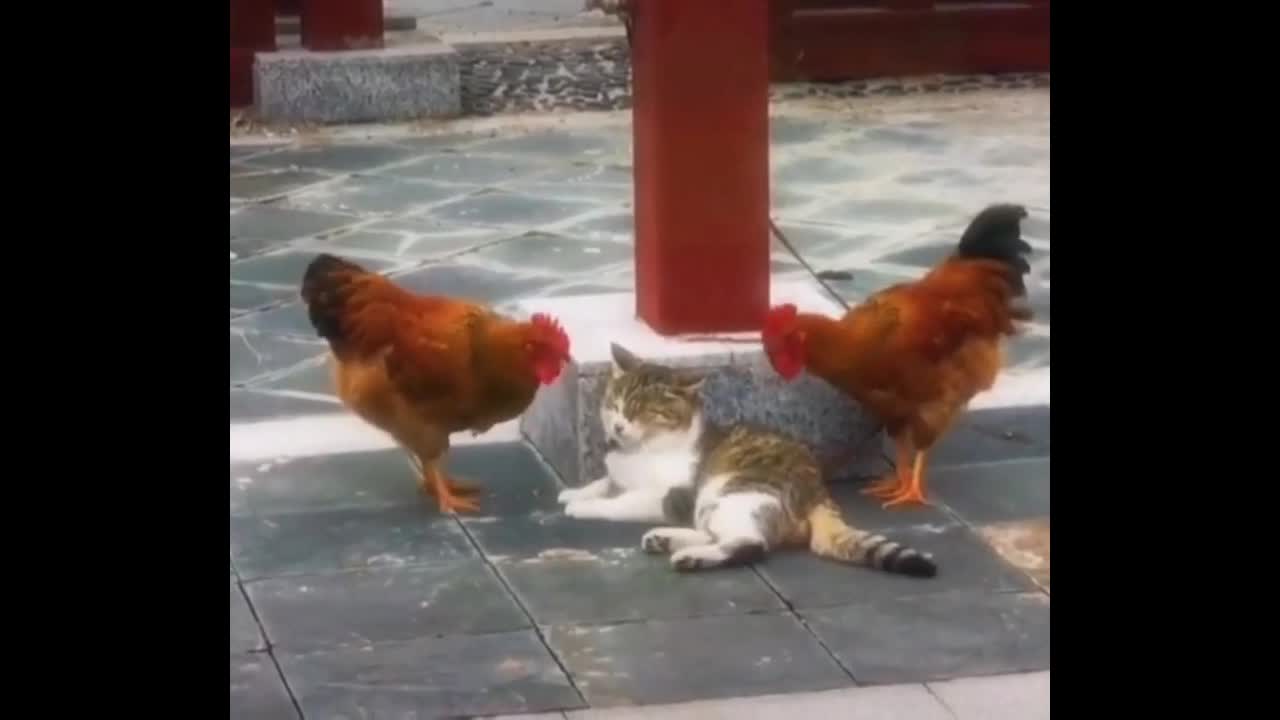 Cute cat funny moment