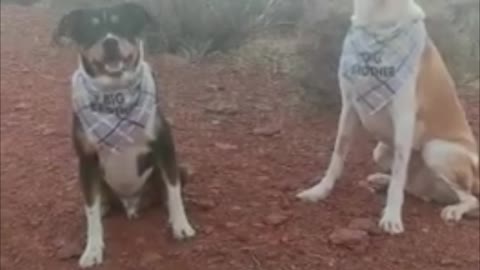 Dogs Surprised by Baby Sister Announcement