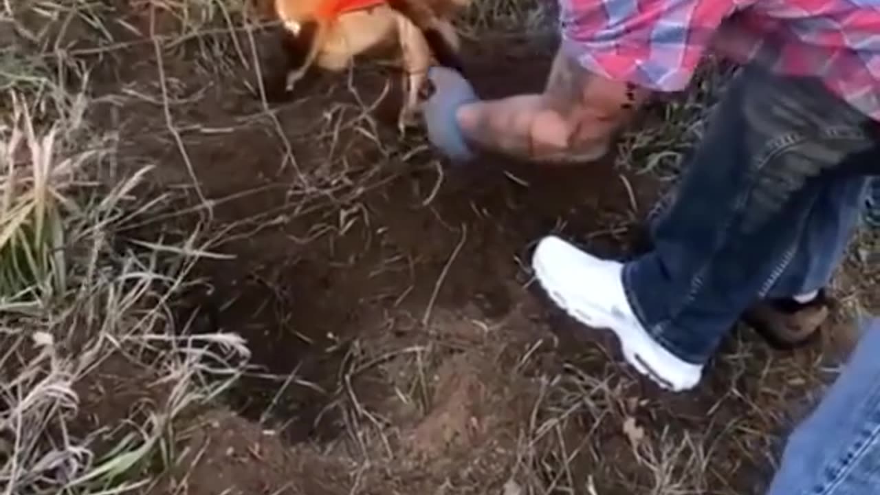 Rescue a fox ❤️