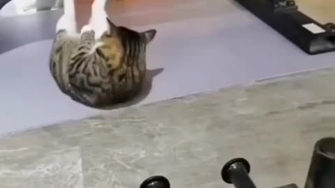 I've never seen a cat like this sporty cat lol 😆😾💪