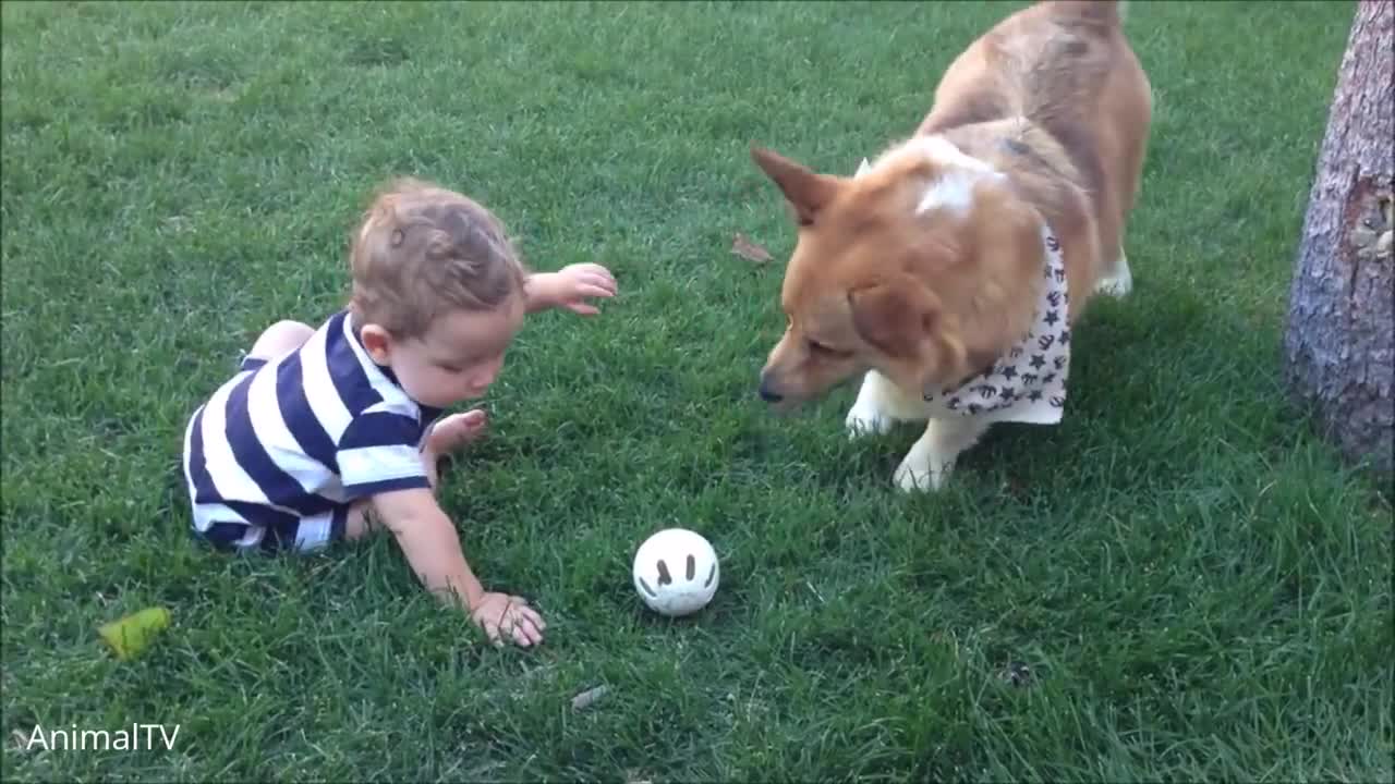 Corgi — Adorable And Hilarious Videos And Tik Toks Compilation