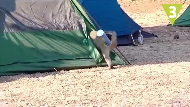 10 animals that use drugs