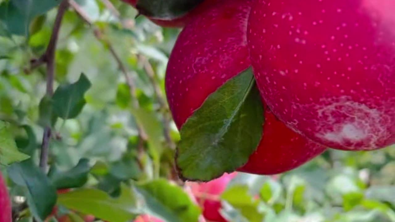 Amazing fruit garden