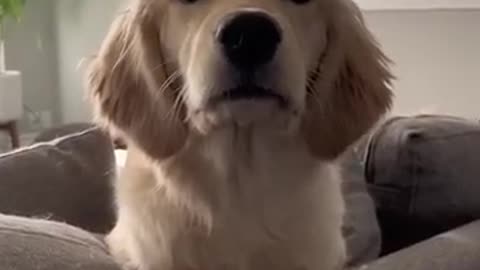 Cute dog