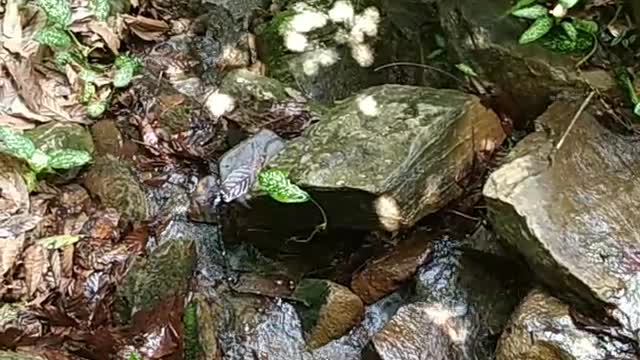 A Small Waterfall has come back to Life - Part 2