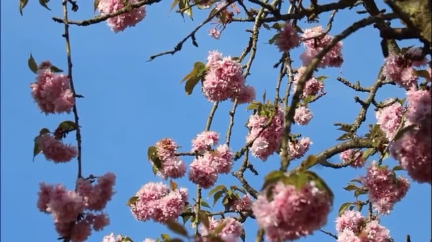 These beautiful flowers bring us joy