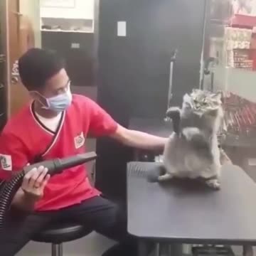 Boxer kitten passing in your feed! 😂😂😂