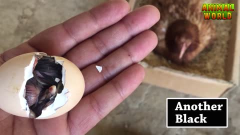How Chicken hatch eggs