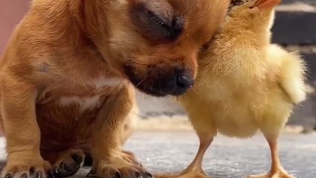 Warm-hearted chickens use themselves as pillows and sleep for puppies