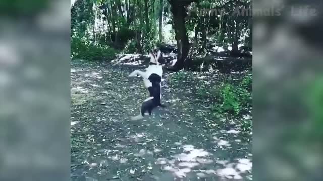 🤣 Funniest 🐶 Dogs and 😻 Cats - Awesome Funny Pet Animals Life Videos 😇
