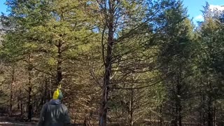 Harvesting our Christmas tree.