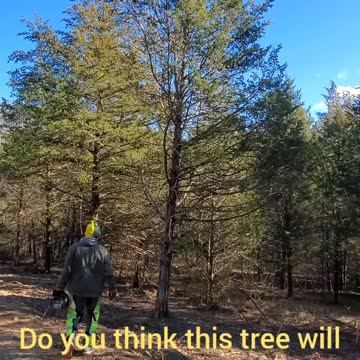 Harvesting our Christmas tree.