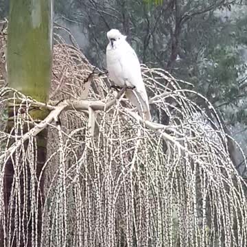 Cocky's Bad hair day