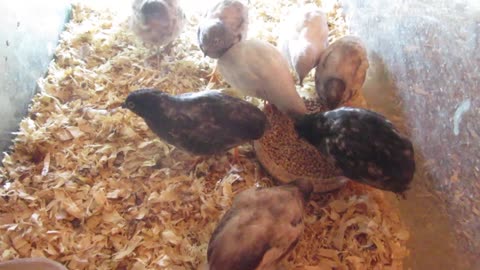 Bobwhite quail chicks (3)