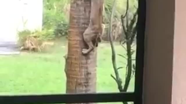 Jaguar Vs squirrel