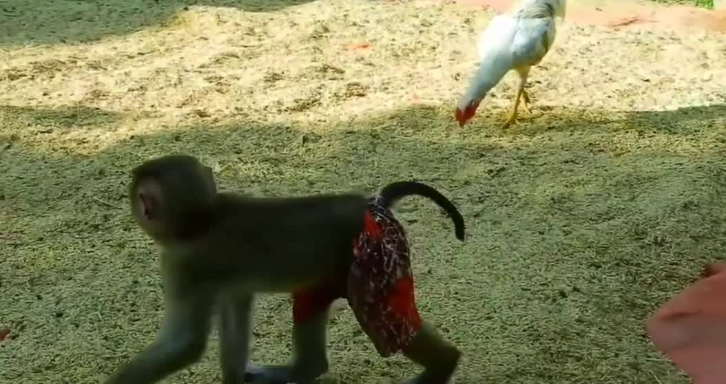 Funny monkey and checkan faghit#shorts video