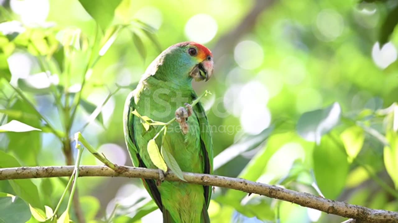 Redbrowed Parrot Grooming And Grooming Its Plumage