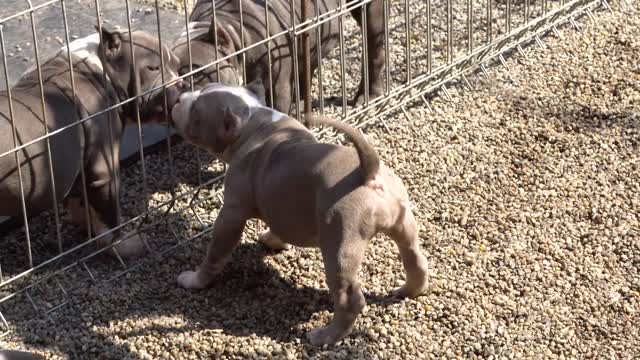 AMERICAN BULLY POCKET PUPPIES FOR SALE