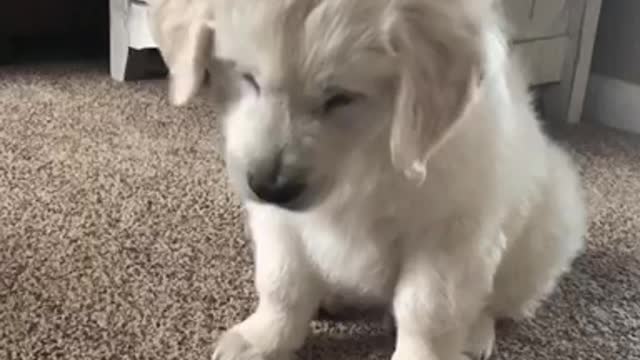 Puppy dog confused when looking at ipad