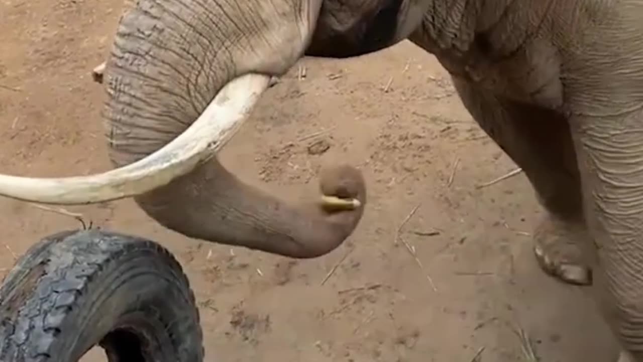 Elephant's are pretty smart