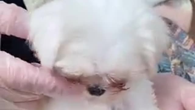 Baby cut and funny dog