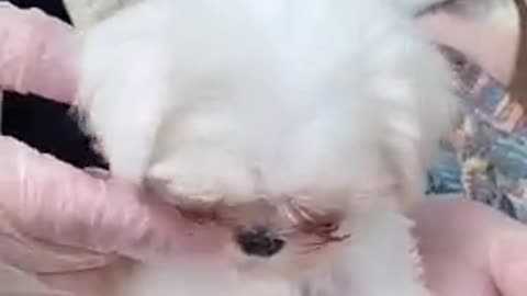 Baby cut and funny dog