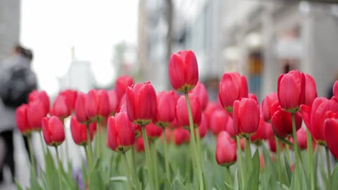 Flower garden