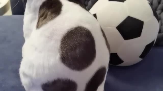 Kitten and football are stupidly indistinguishable