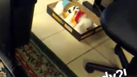 White dog in costume lies under table