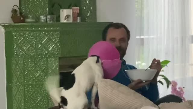 Excited Doggy Turns Tail Into Helicopter