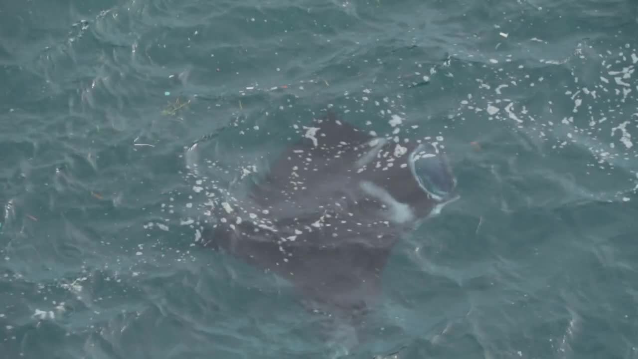 Bali Nuda Penida Indonesia Manta Ray Seen From Ocean Surface