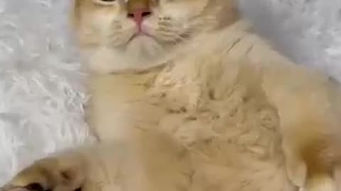 Cat funny video