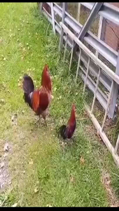 .turtle brushing its shell, dog suckling a servant's child #shorts