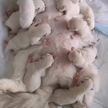 How many kittens does the cat have?