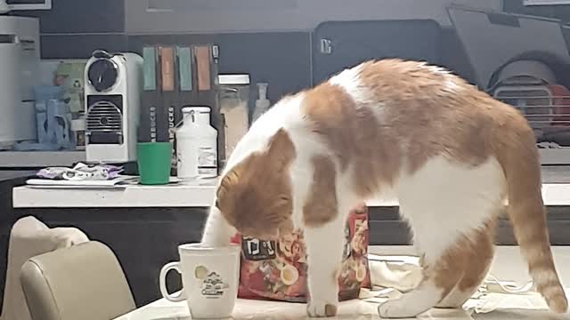 Cat can drinking water with their hands